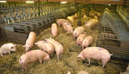 EU sow prices remain low but steady
